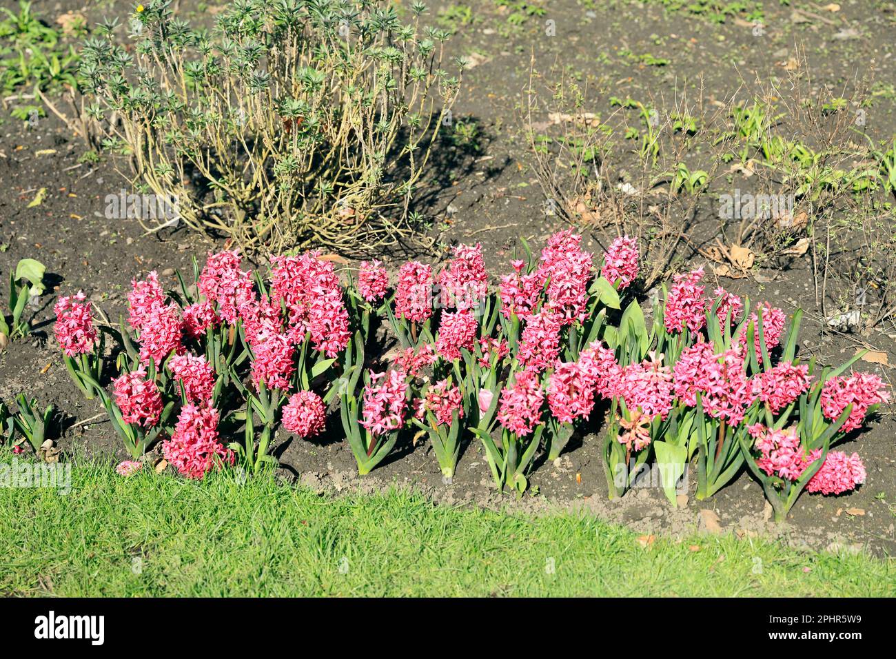 Pink Hyacinths, Cardiff, Spring 2023. Hyacinthus orientalis Stock Photo