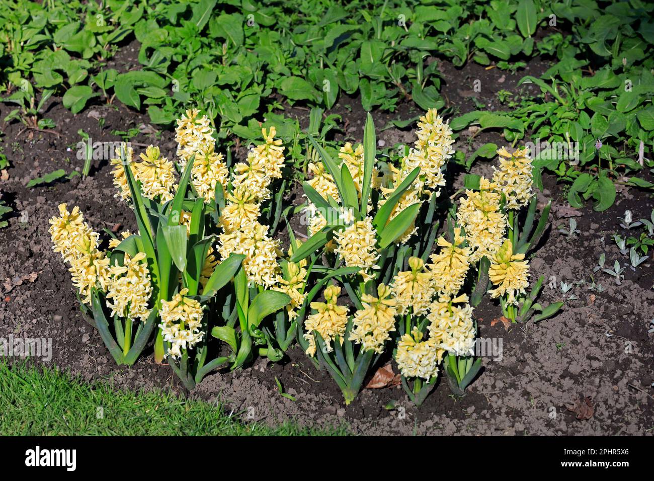 Yellow Hyacinths, Cardiff, Spring 2023. Hyacinthus orientalis Stock