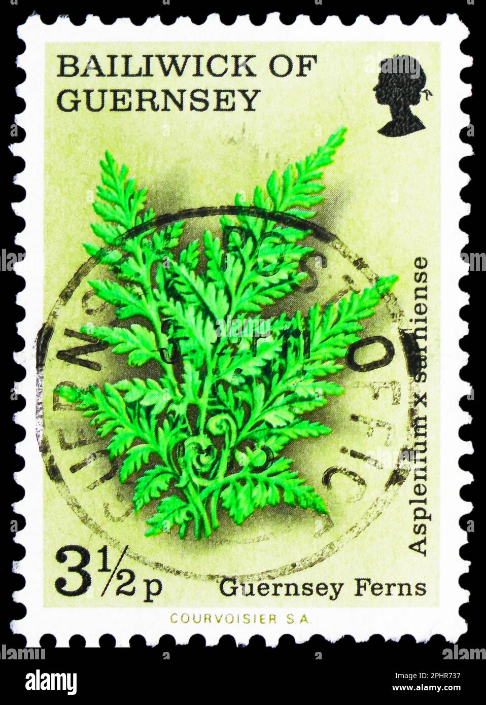 MOSCOW, RUSSIA - MARCH 25, 2023: Postage stamp printed in Guernsey shows Guernsey Spleenwort (Asplenium x sarniense), Guernsey Ferns serie, circa 1975 Stock Photo