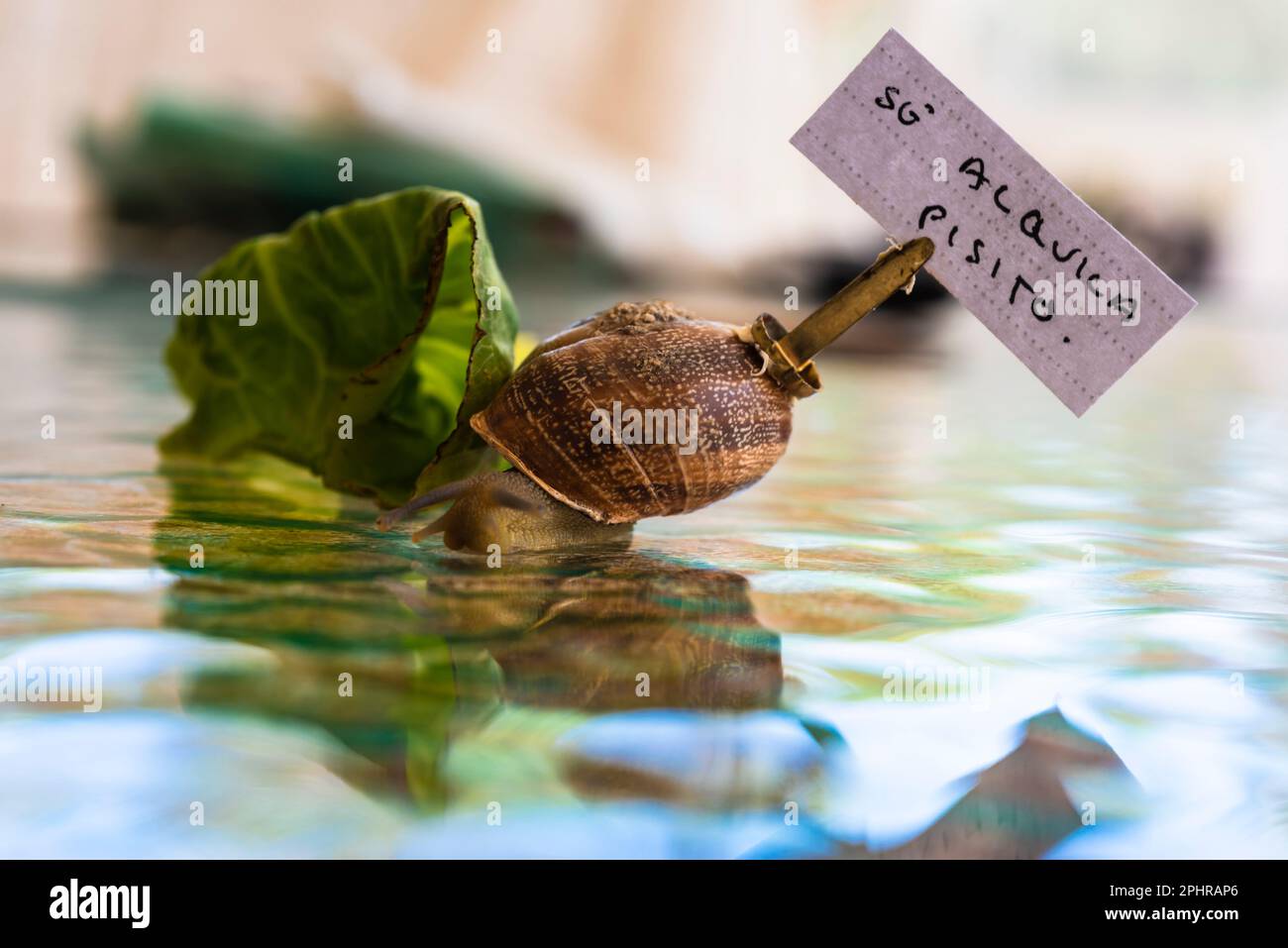 creative photography of a snail walking with the flat for rent sign on ...