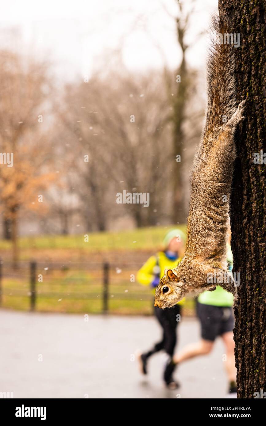 Squirrel climbing down tree on a snowy day in Central Park, New York, Manhattan. Brightly dressed joggers in background. Used a wide aperture lens Stock Photo