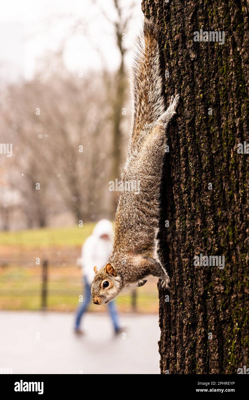 Squirrel climbing down tree on a snowy day in Central Park, New York, Manhattan. Person wearing white hooded jacket. Used a wide aperture lens Stock Photo