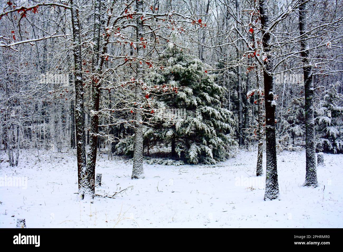 Snow covers the ground and is stuck on the trees after a midwinter