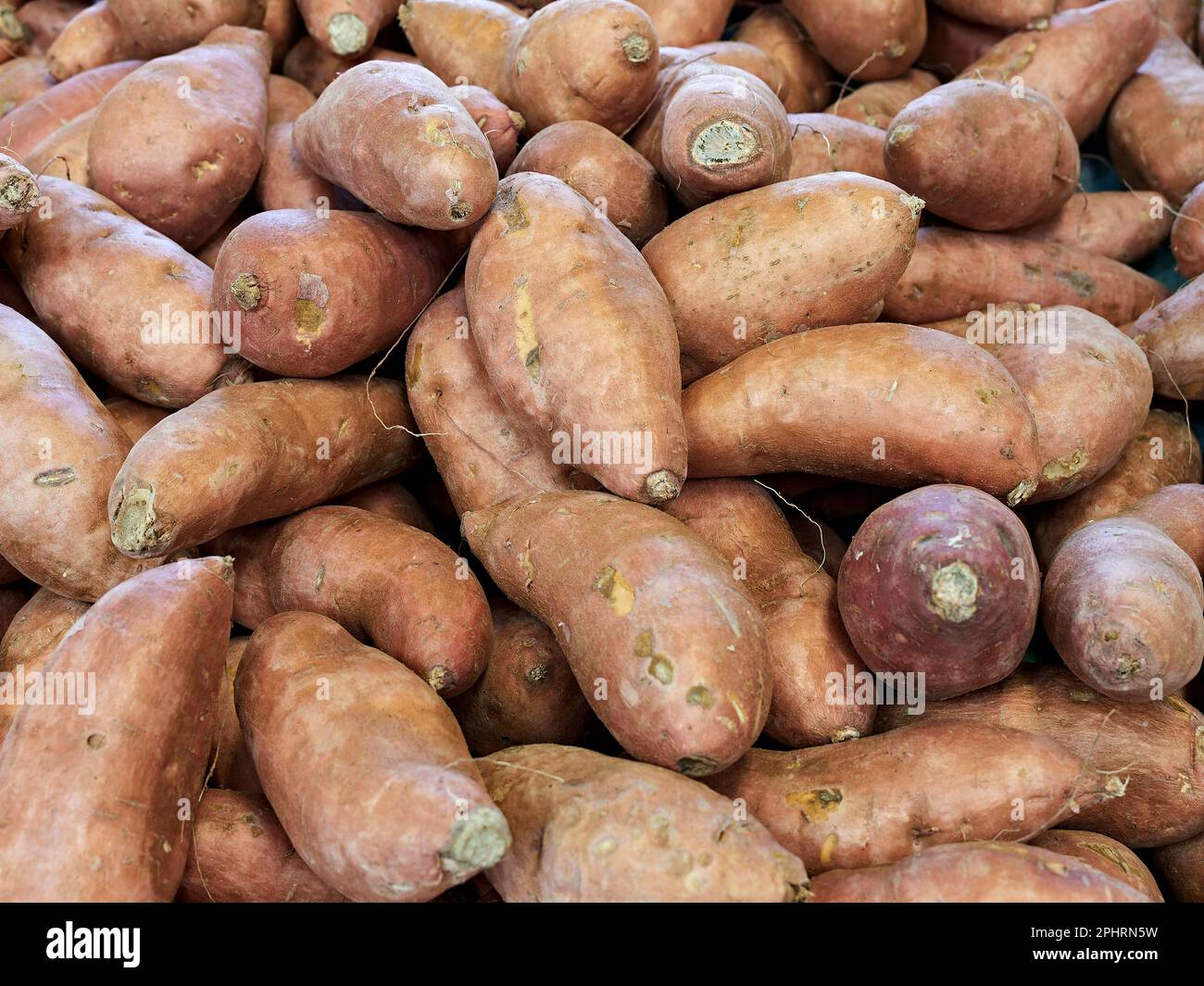 Fresh Mississippi reds sweet potatoes for sale at a farm market in Montgomery Alabama, USA. Stock Photo