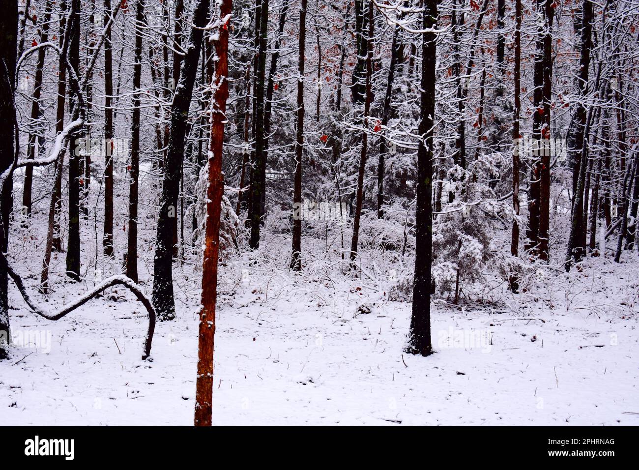 Snow covers the ground and is stuck on the trees after a midwinter