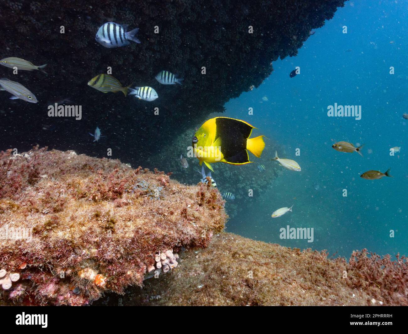 An adult Rock Beauty (Holacanthus tricolor) on a reef in SE Brazil Stock Photo