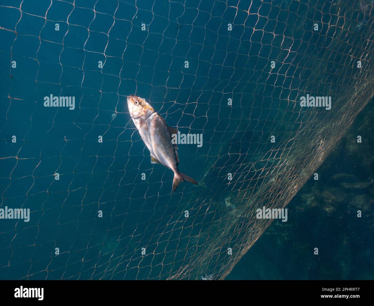 A small amberjack (Seriola dumerili) caught on a gill net in SE Brazil Stock Photo