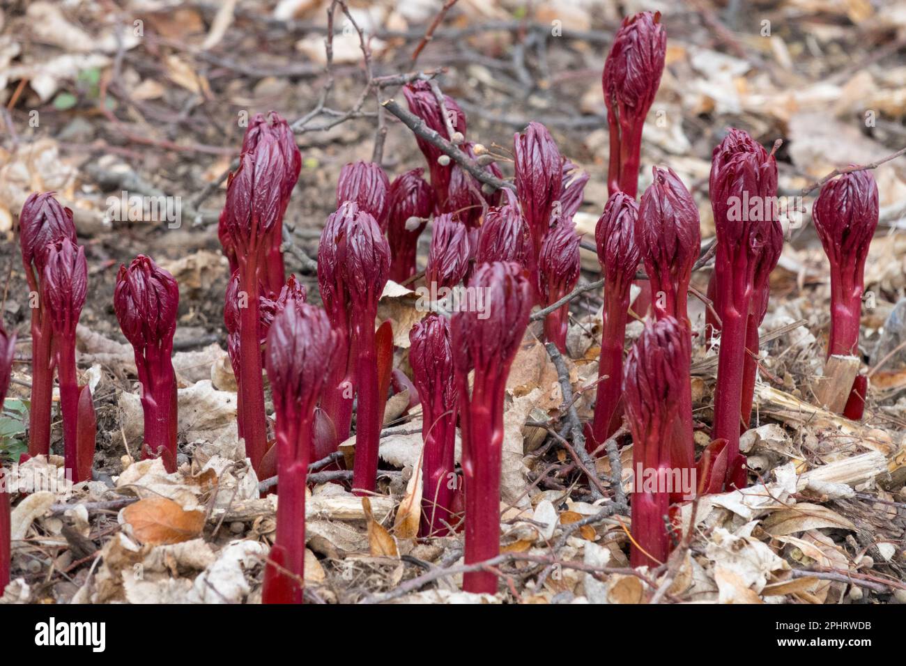 Red Shoots Peonies March Budding Sprouts Growing Peony Herbaceous Plant shoots Spring Garden Paeonia Plants Early spring Buds Peony shoots Perennial Stock Photo
