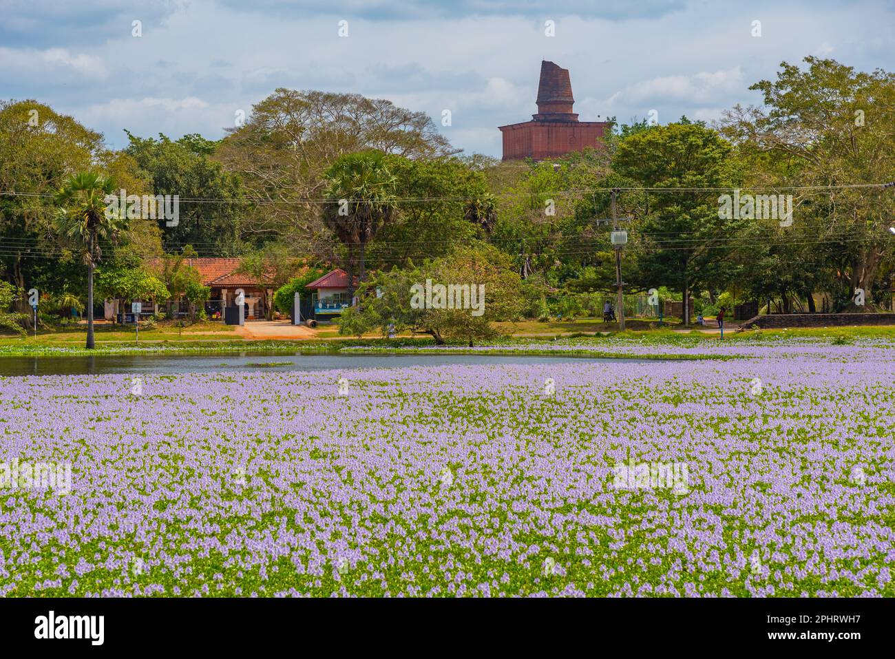 Water lilies at a on pond in Anuradhapura, Sri Lanka Stock Photo Alamy
