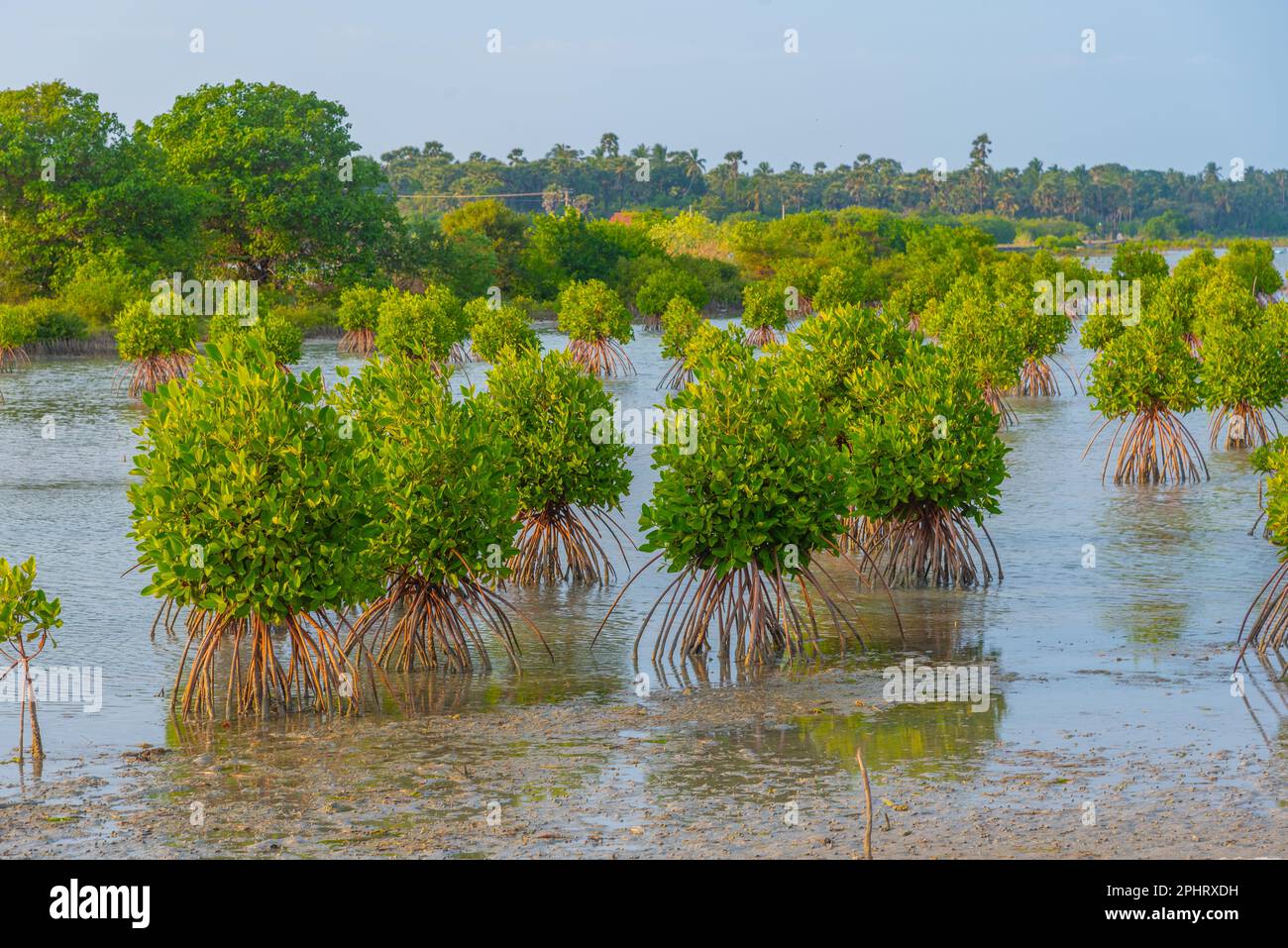 Mangroves at shallow waters near Jaffna, Sri Lanka Stock Photo Alamy