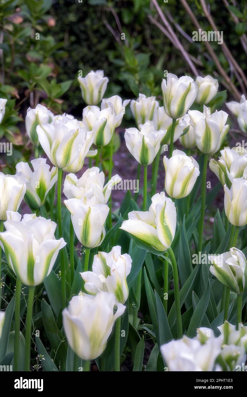 White and green Tulipa Spring Green in spring Stock Photo