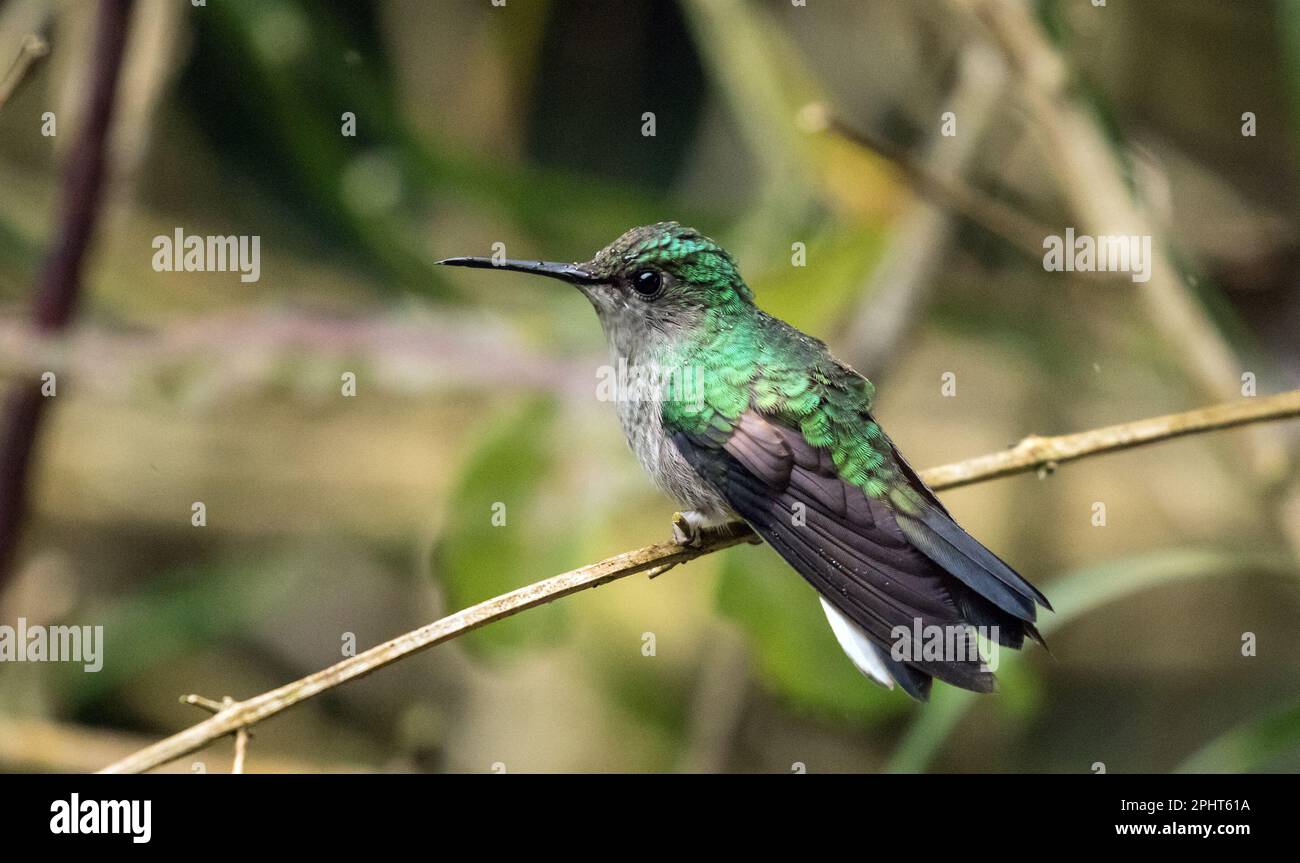 Closeup of Stripe-tailed Hummingbird perching on a branch in Chiriqui Province, Panama. Scientific name of this bird is Eupherusa eximia. Stock Photo