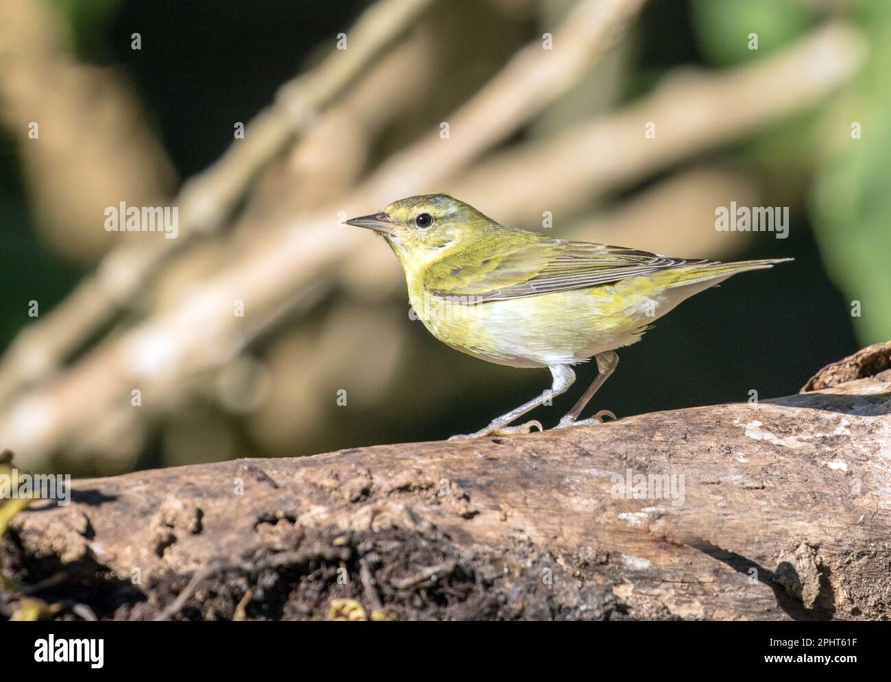 Closeup of Tennessee Warbler perching on a log in Chiriqui Province,Panama during winter. Scientific name of this bird is  Leiothypis peregrina Stock Photo