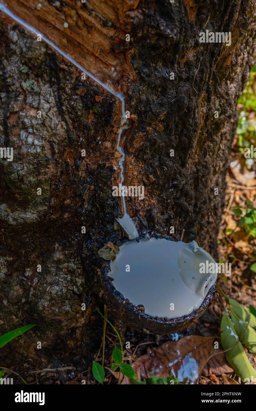 Rubber tree cultivation at Sri Lanka Stock Photo Alamy
