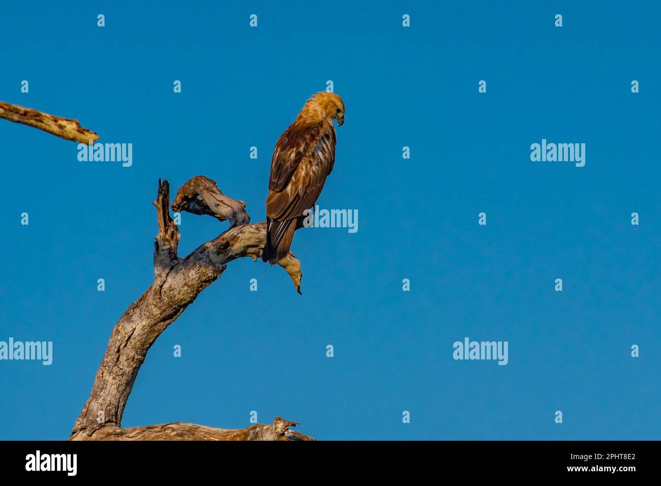 Brahminy Kite at Bundala national park in Sri Lanka Stock Photo Alamy