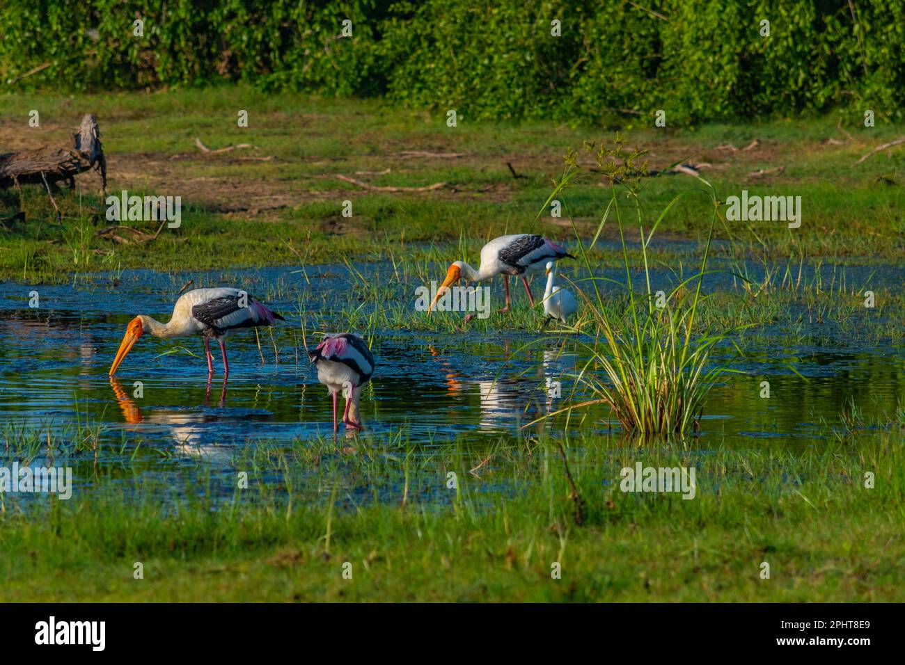 Painted storks at Bundala national park in Sri Lanka. Stock Photo