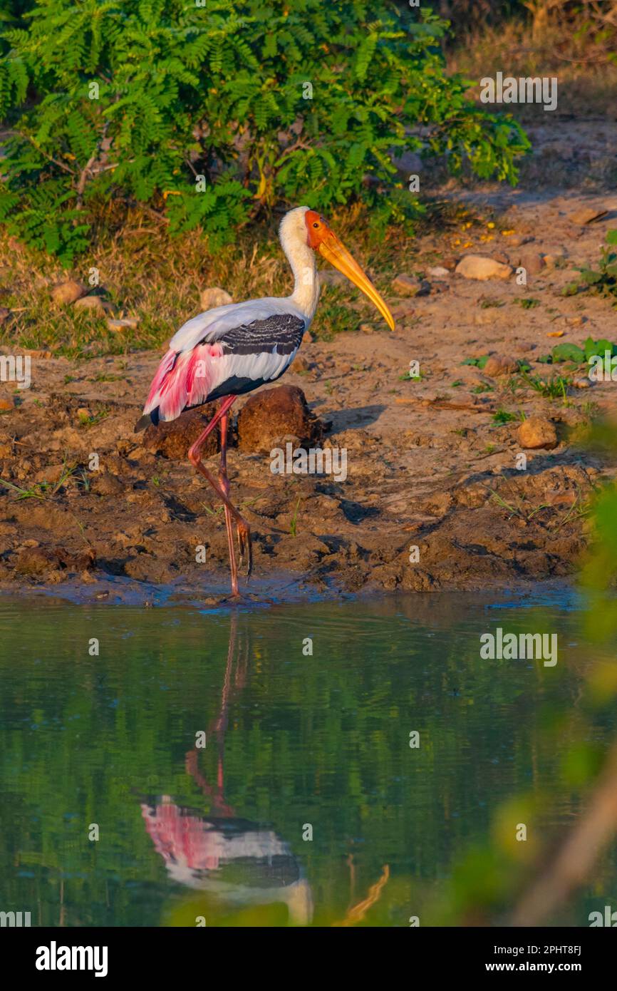 Painted storks at Bundala national park in Sri Lanka. Stock Photo