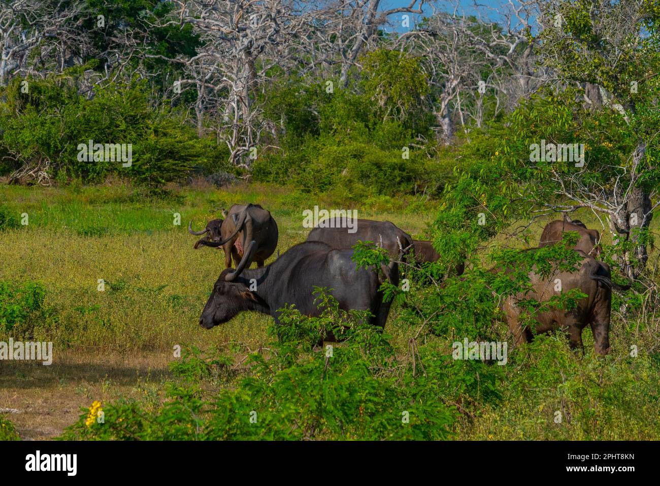 Local Buffalo wild water buffalo at Yala national park in Sri Lanka Stock Photo - Alamy