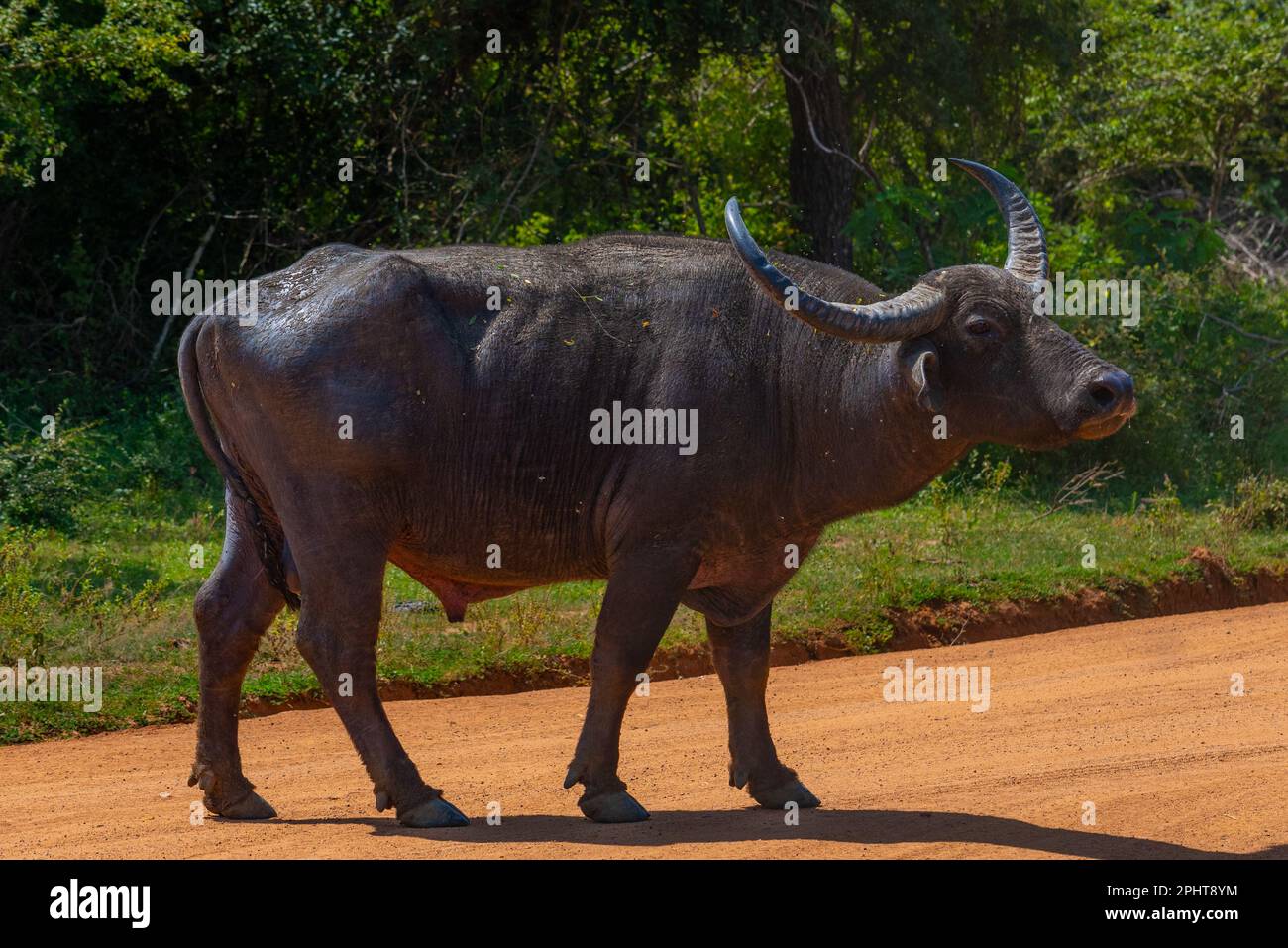 Local Buffalo wild water buffalo at Yala national park in Sri Lanka Stock Photo - Alamy
