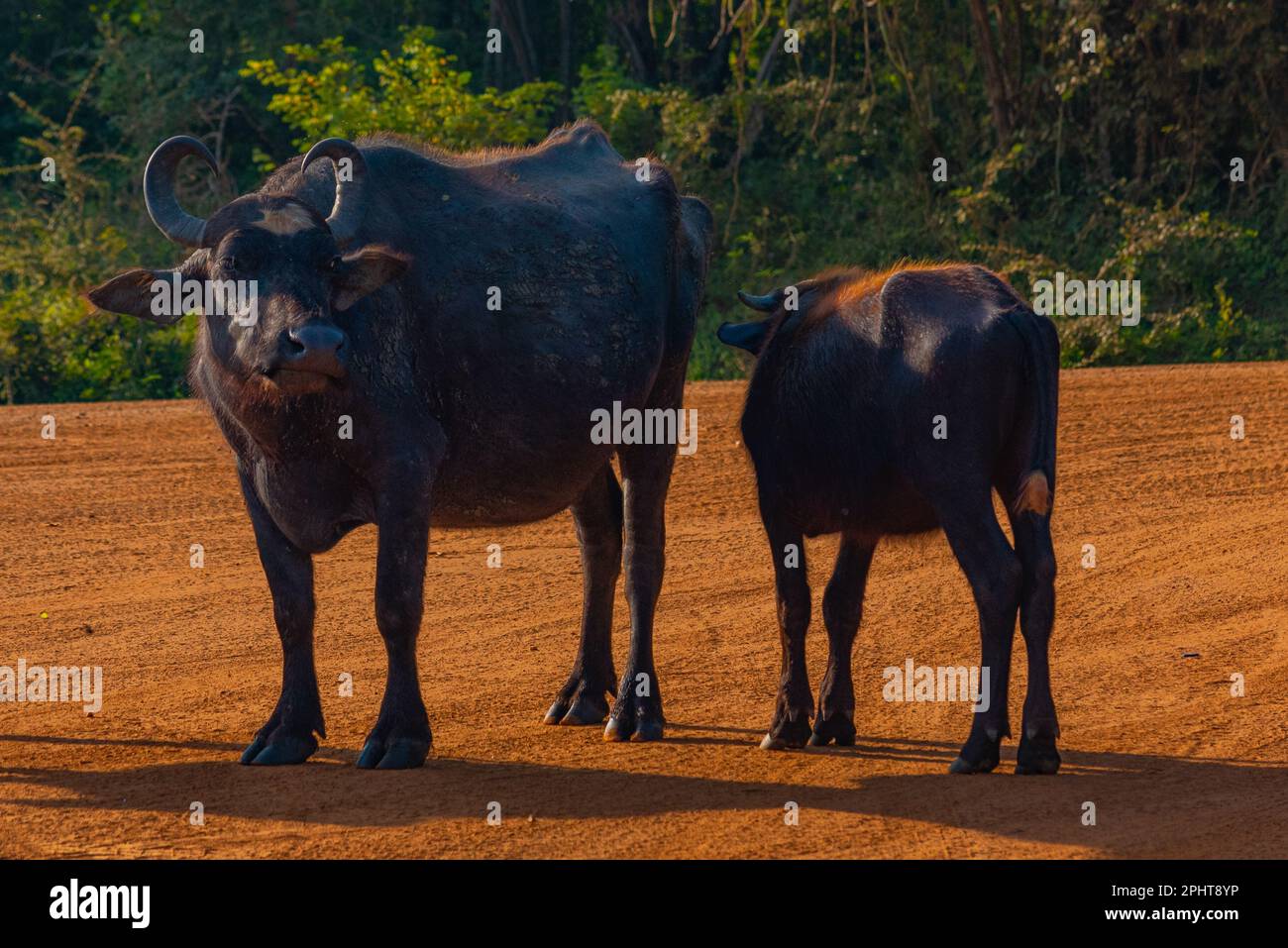 Local Buffalo wild water buffalo at Yala national park in Sri Lanka Stock Photo - Alamy
