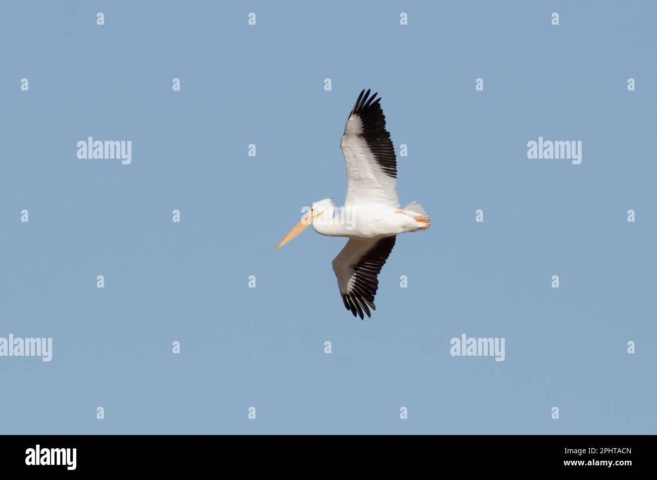 American White Pelican, Pelecanus erythrorhynchos, in flight Stock Photo