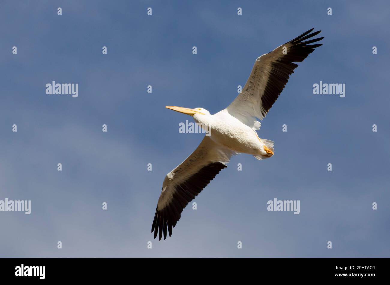 American White Pelican, Pelecanus erythrorhynchos, in flight Stock Photo