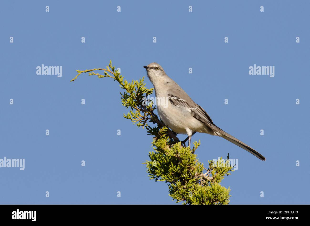 Northern Mockingbird, Mimus polyglottos Stock Photo