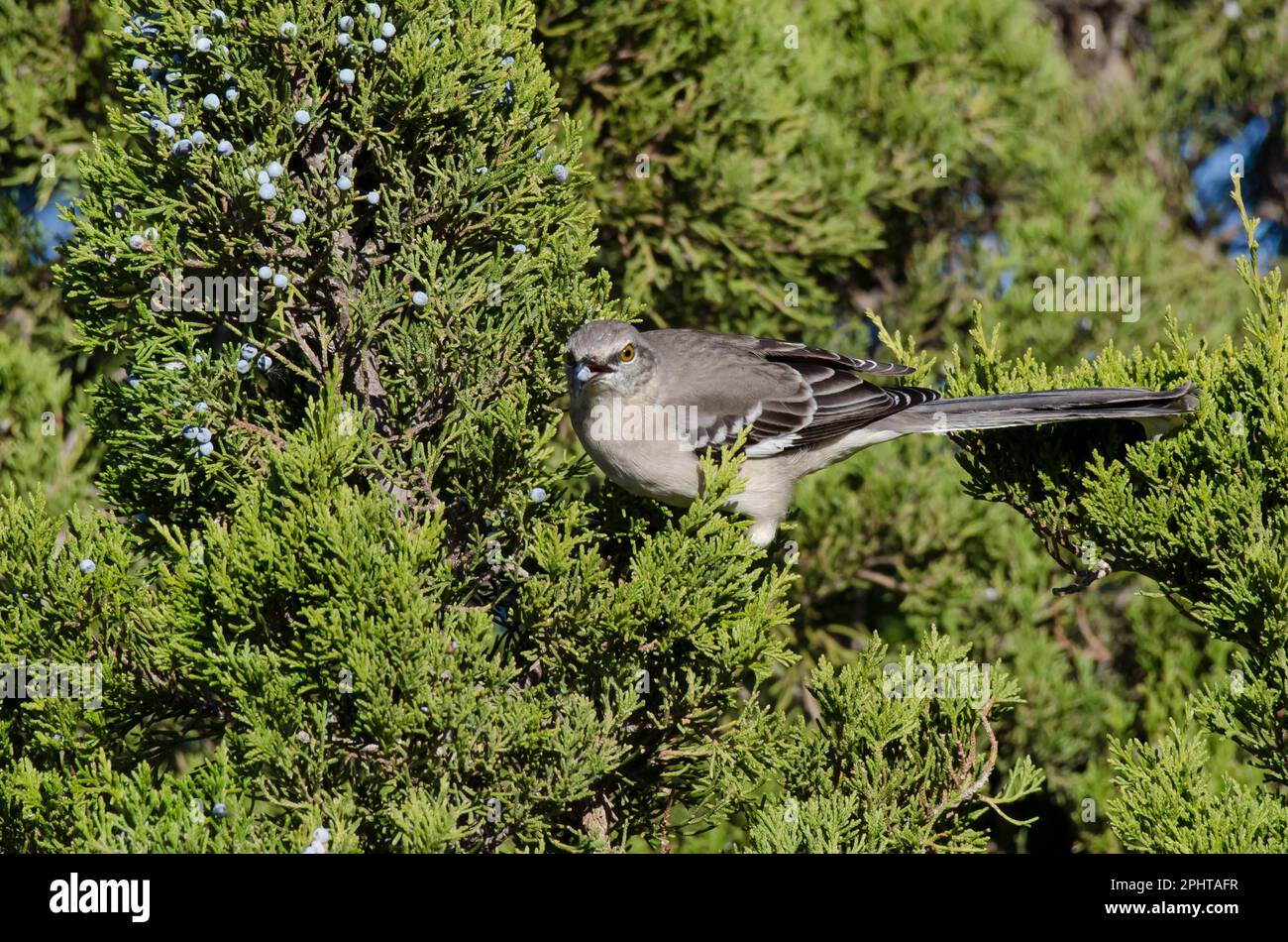 mockingbird  via Facebook - image #1030992 on