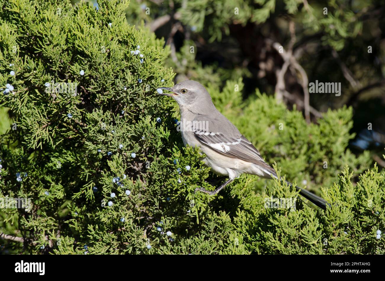 mockingbird  via Facebook - image #1030992 on