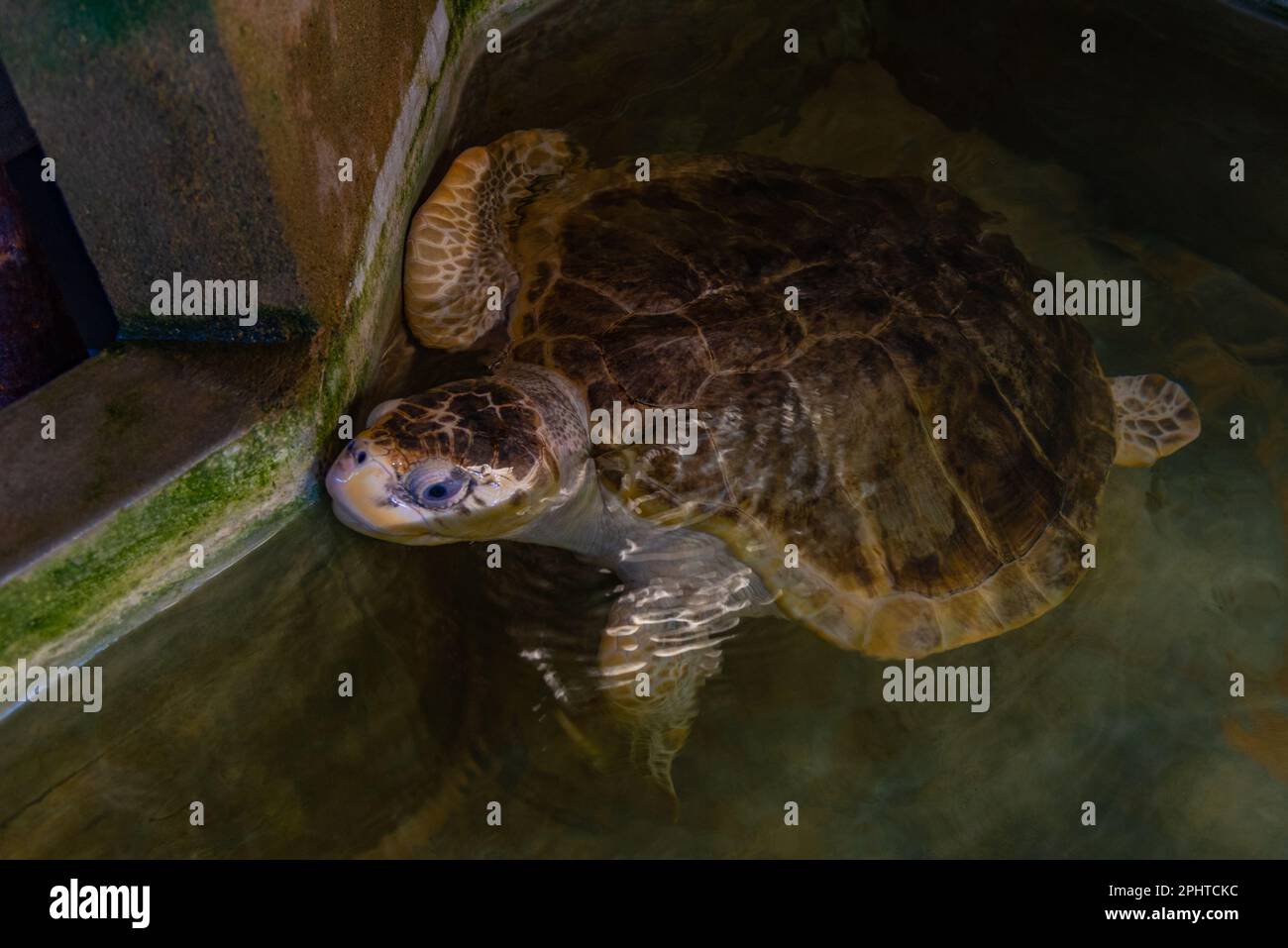 Loggerhead sea turtle at turtle hospital in Sri Lanka Stock Photo - Alamy