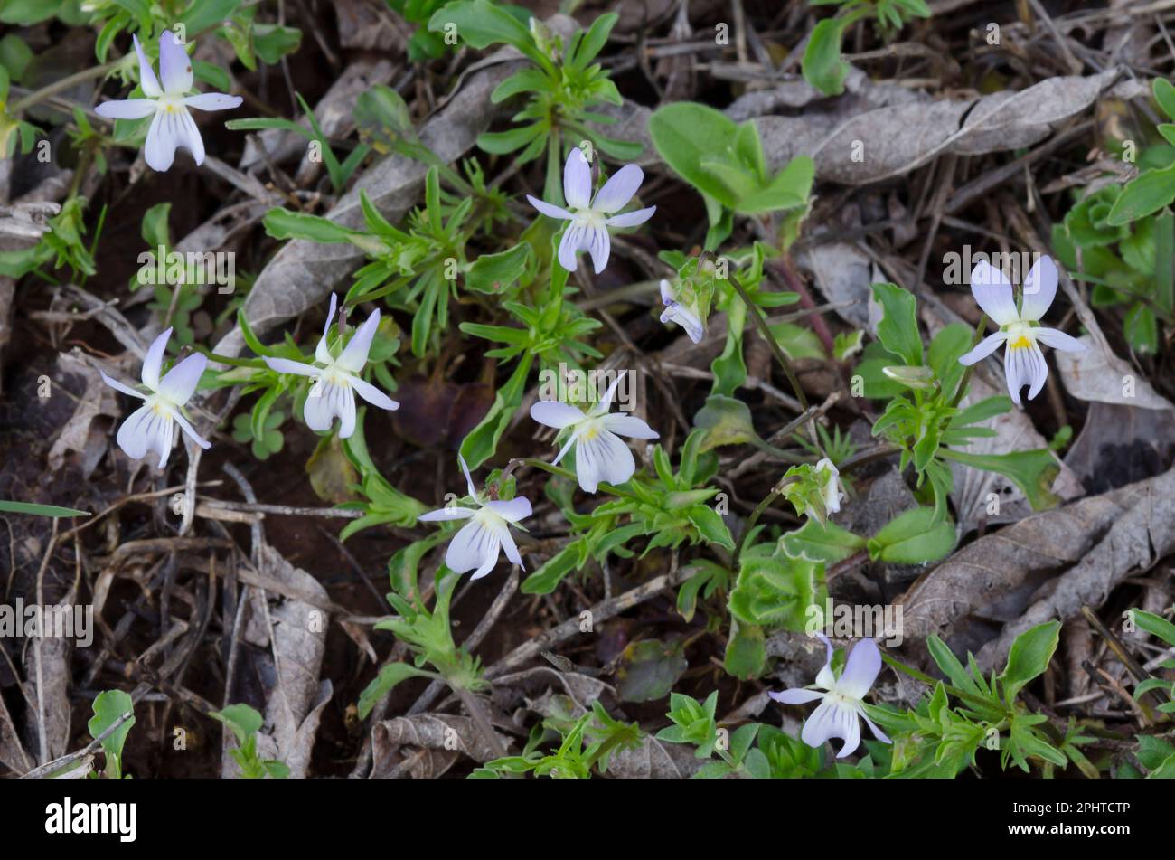 Field Pansies, Viola bicolor Stock Photo