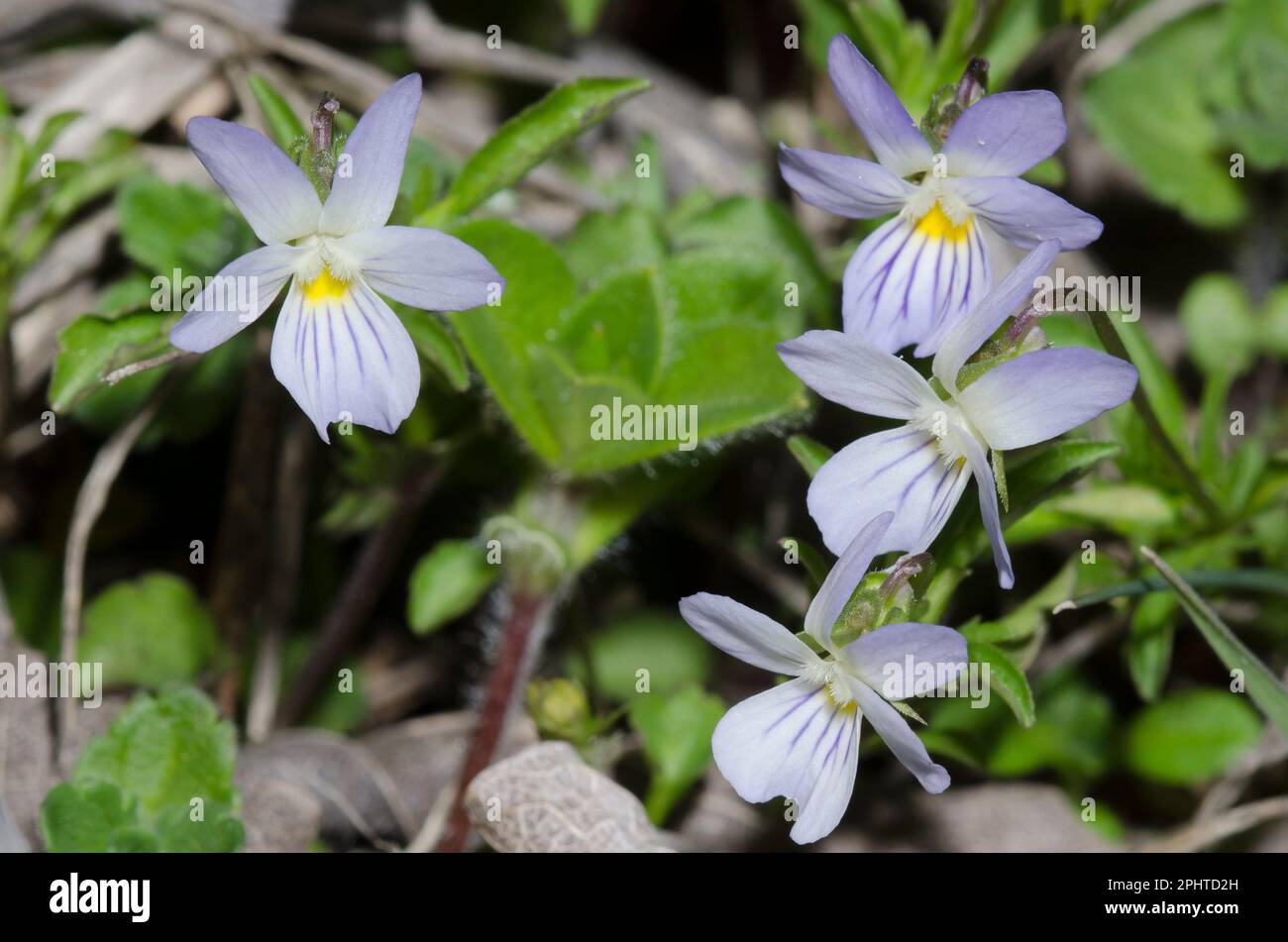 Field Pansies, Viola bicolor Stock Photo