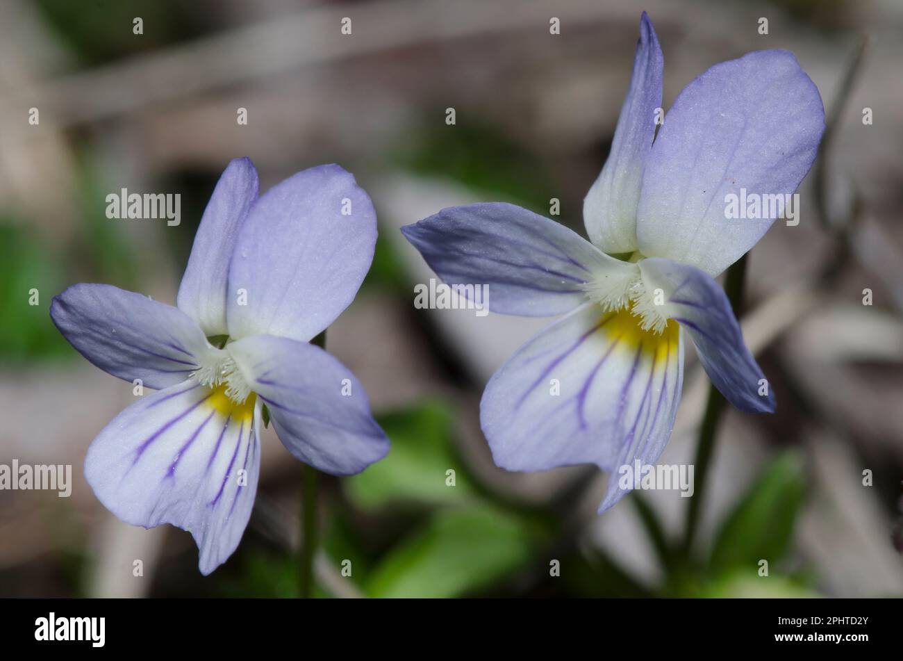 Field Pansies, Viola bicolor Stock Photo