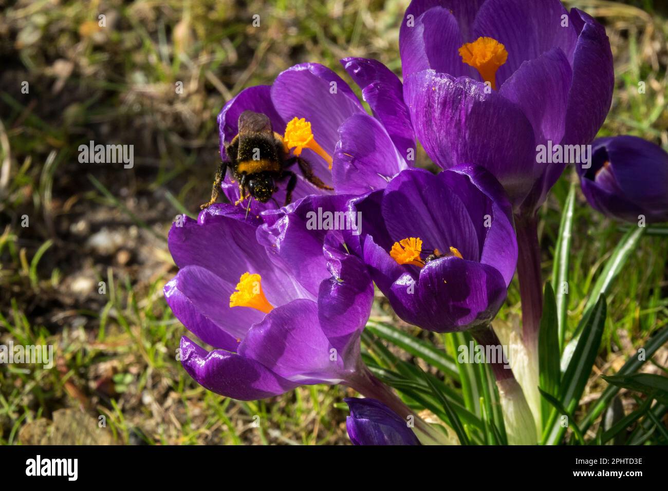 Bombus terrestris, Large earth bumblebee, Female, Heavy, Bumblebee, Insect, Crawls on Blooms, Springtime, Season Crocuses Stock Photo