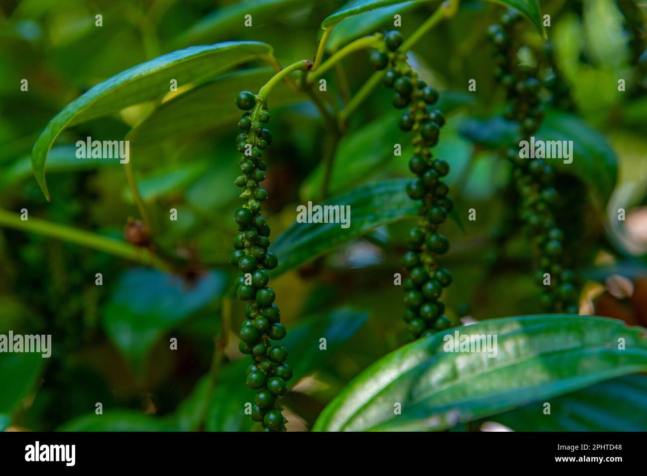 Black pepper plant at Sri Lanka Stock Photo Alamy