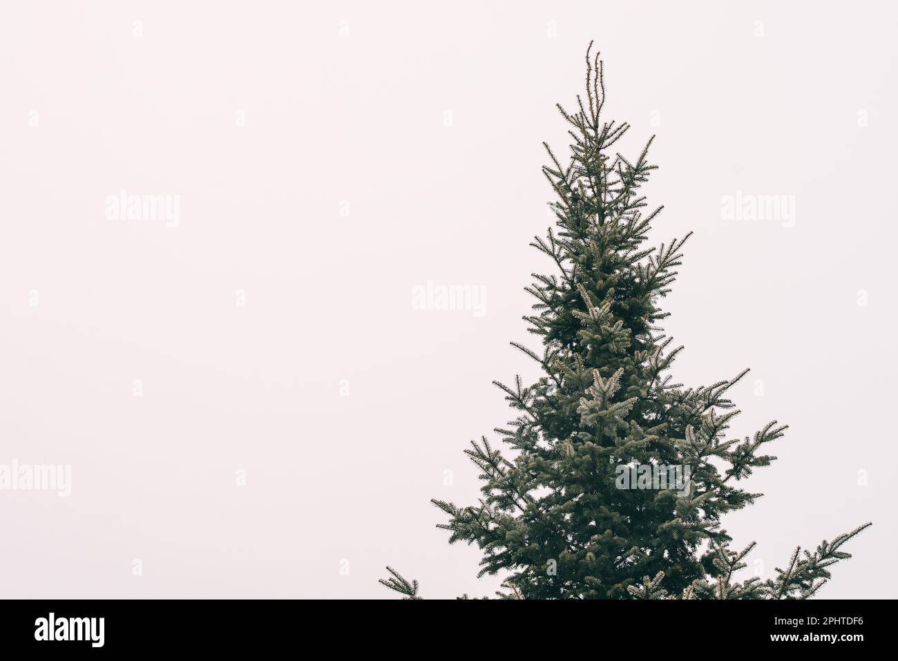 spruce tree top during a moody winter day. Stock Photo