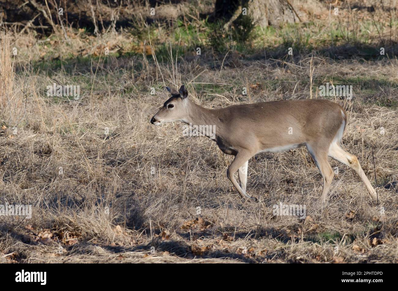 White-tailed Deer, Odocoileus virginianus, doe Stock Photo