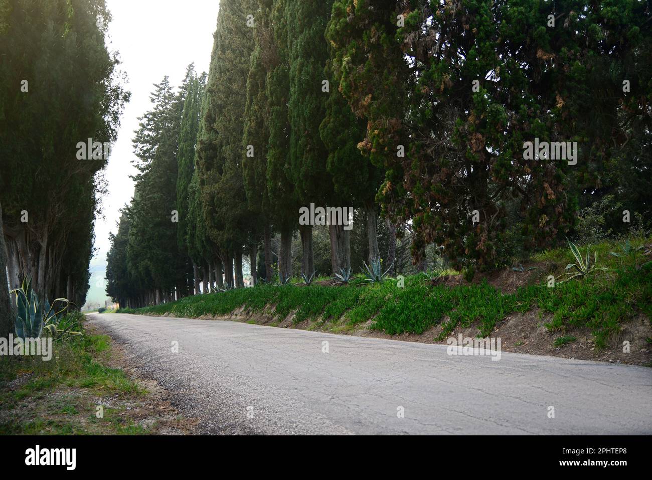Asphalt road surrounded by trees in countryside Stock Photo - Alamy