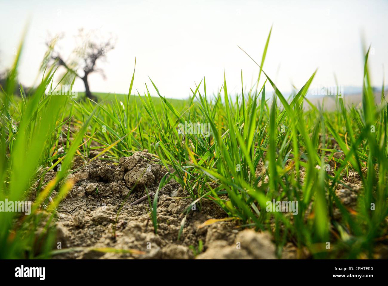 Clay soil field with lush green grass Stock Photo Alamy