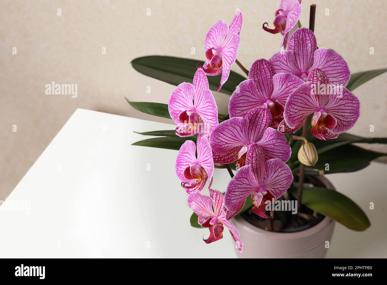 Beautiful pink orchid flower on white table, closeup. Space for text Stock Photo