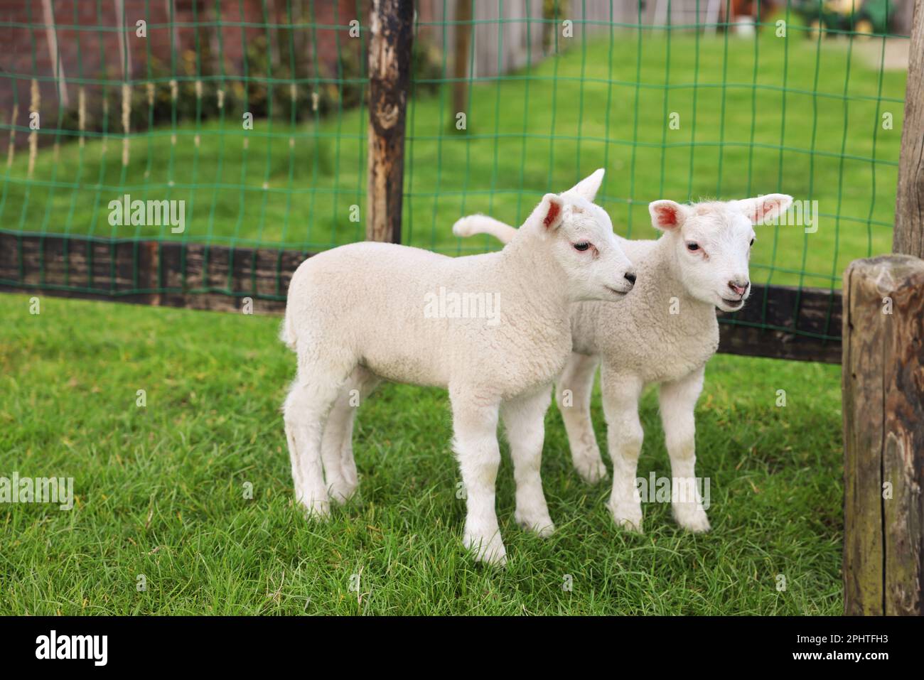 Cute baby village fence hi res stock photography and images Alamy Cute baby village fence hi res stock photography and images Alamy