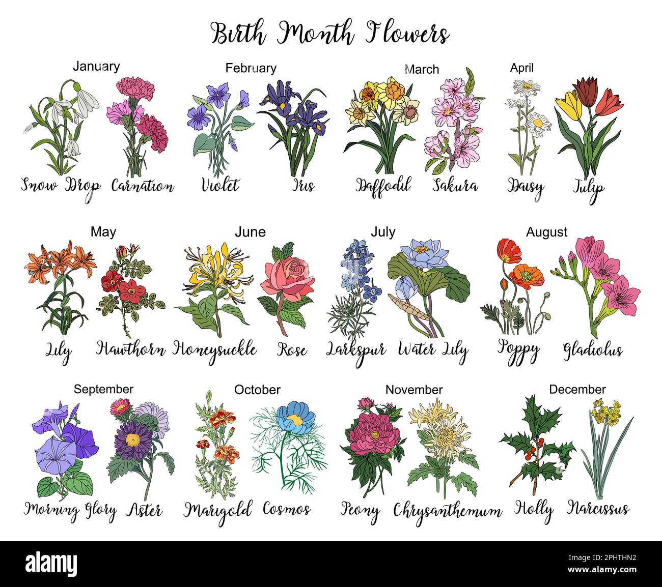 set-of-birth-month-flowers-colorful-vector-drawing-stock-vector-image