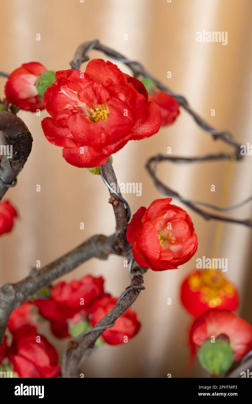Chaenomeles japonica Lindl. closeup at vertical composition Stock Photo