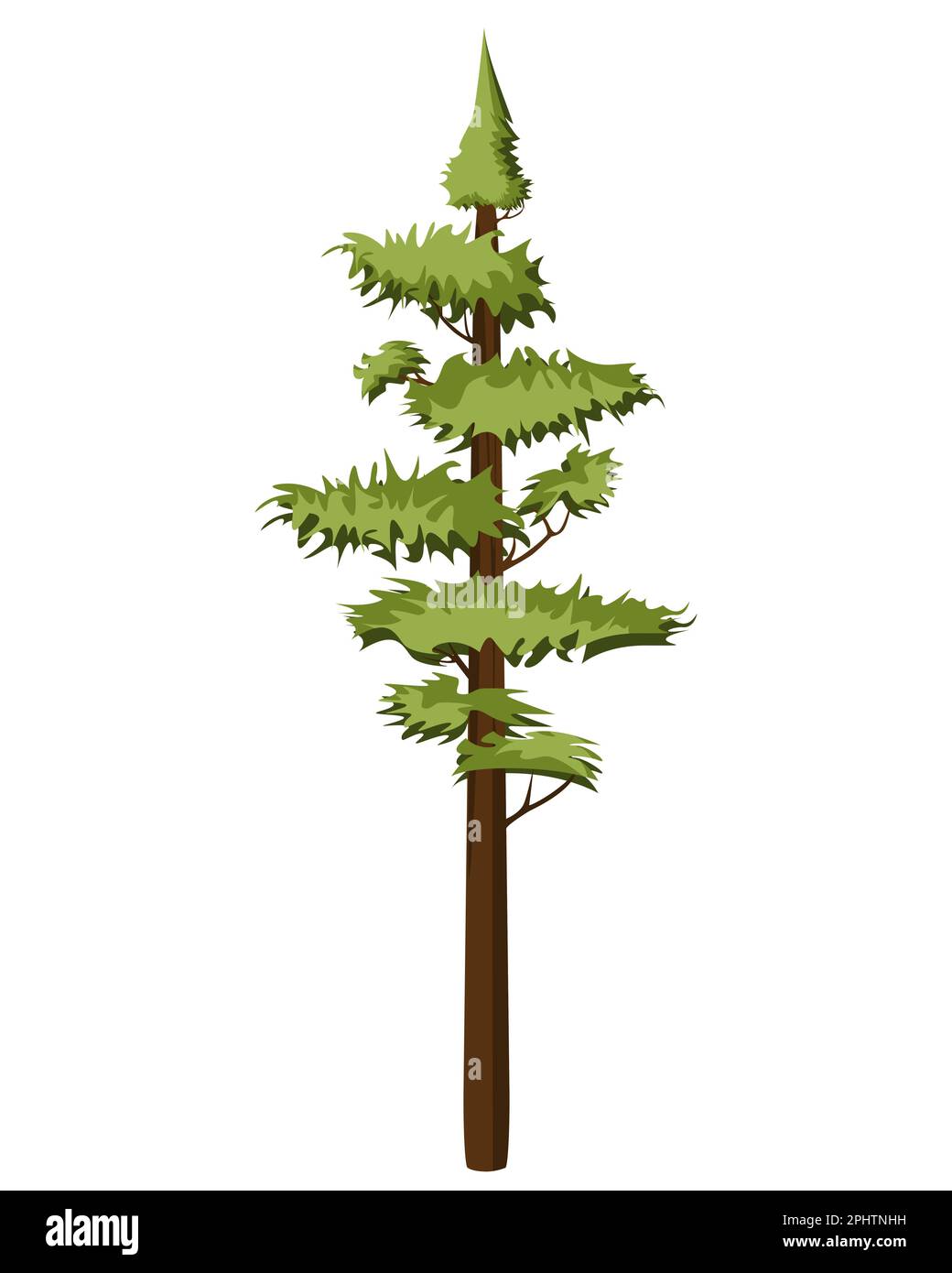 Tall Pine tree in realistick style. Evergreen forest coniferous spruce