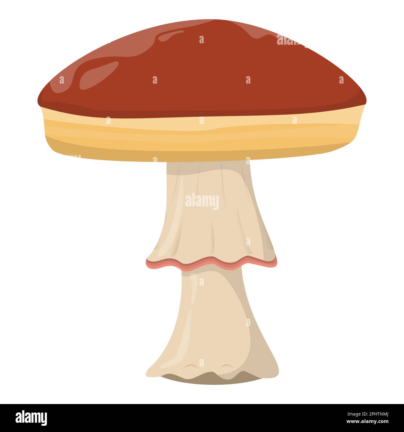 Amanita mushroom. Edible Organic mushrooms. Truffle brown cap. Forest