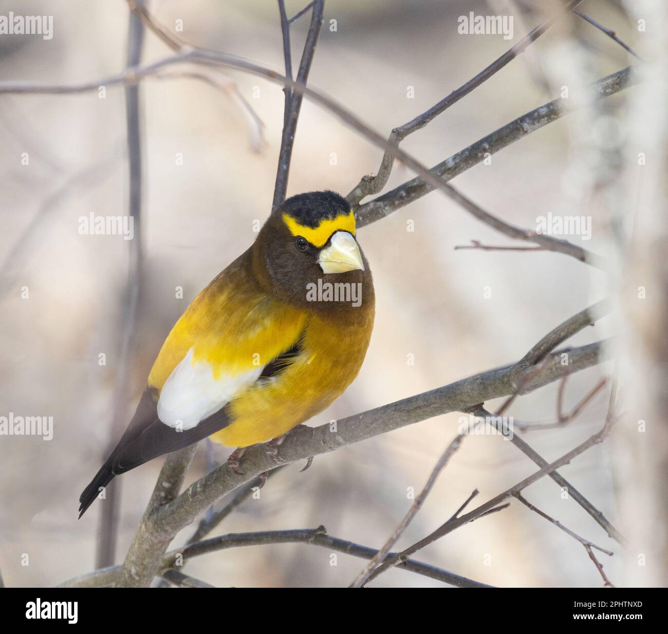 A male Evening Grosbeak in the forest in Algonquin Park in spring Stock Photo