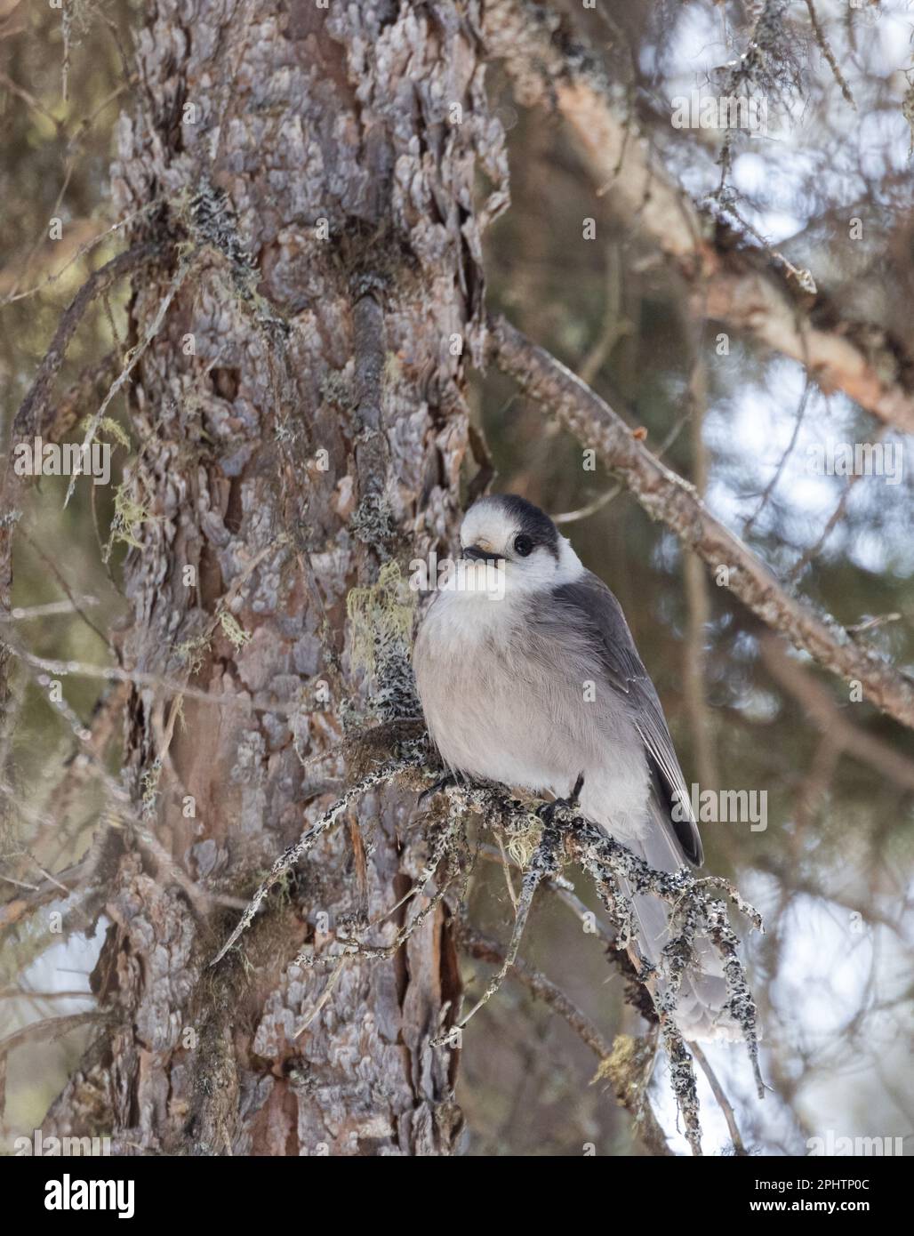 A beautiful Canada Jay in a spruce forest in Algonquin Park in springtime. Stock Photo