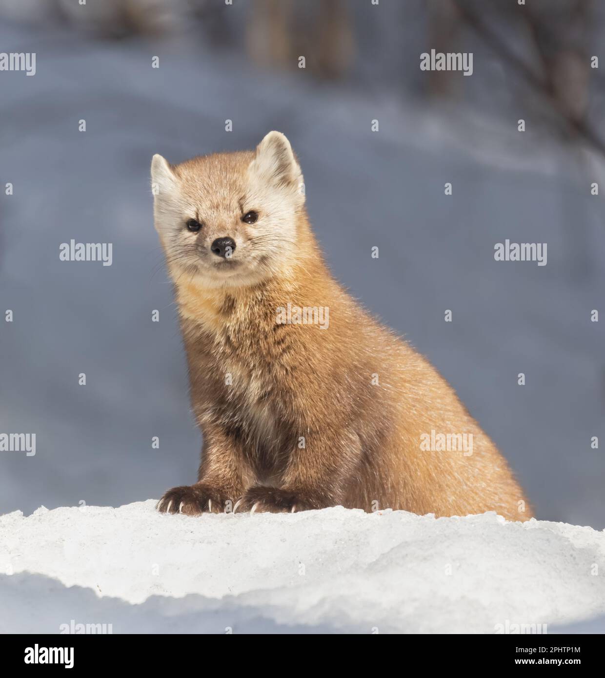 An American Pine Maten in the snow in springtime in Algonquin Park Ontario Stock Photo