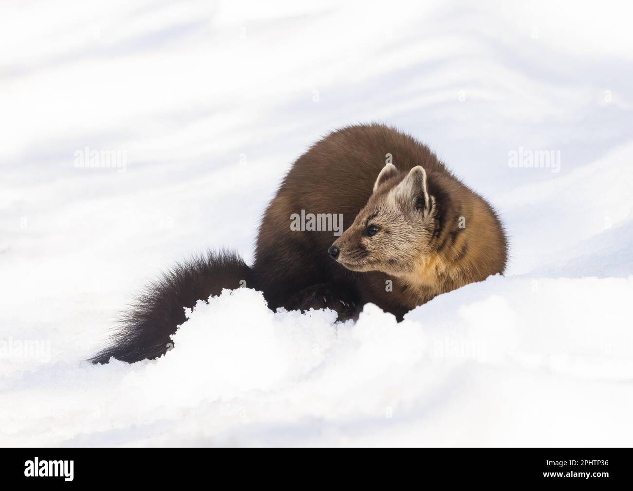 An American Pine Maten in the snow in springtime in Algonquin Park Ontario Stock Photo