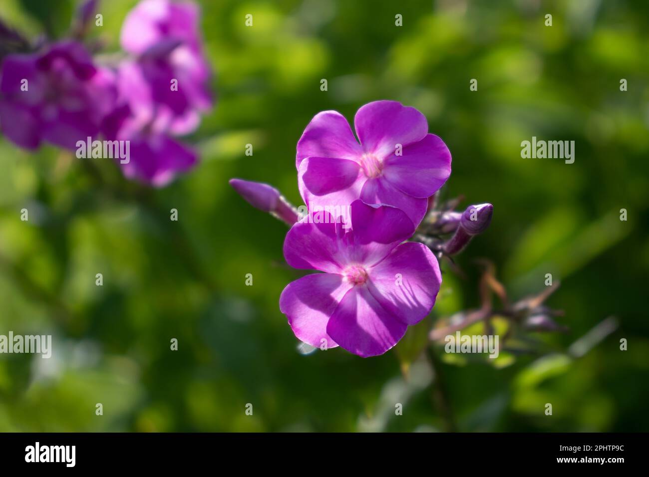 Pink phlox on a background of green foliage. Stock Photo